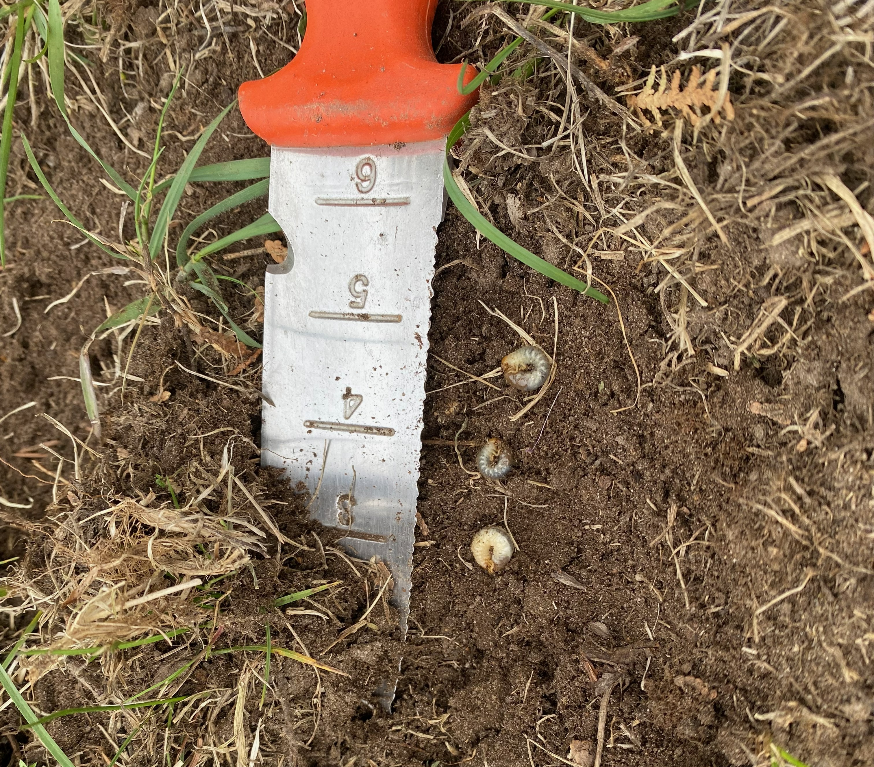 Close-up of soil beneath turf showing several white, C-shaped grubs exposed next to a soil probe knife marked with depth measurements (around 3&ndash;6 inches).